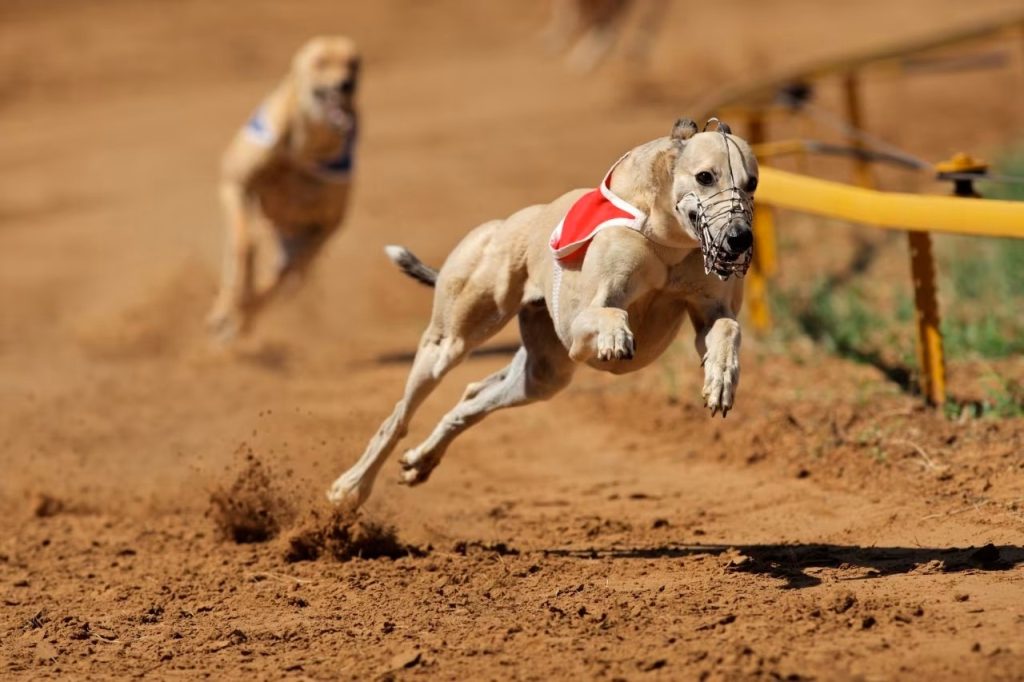 The Benefits of a Greyhounds Betting Exchange